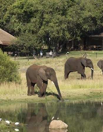 Bakubung Bush Lodge