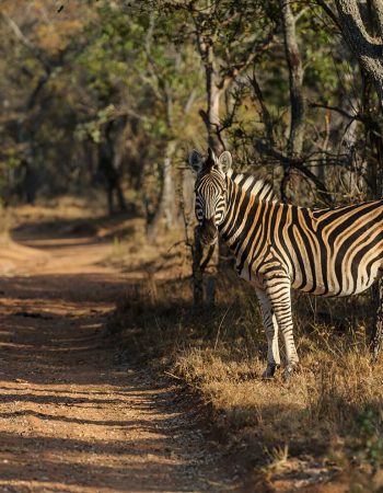 Waterberg Game Park
